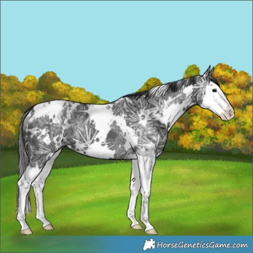 Horse Color:White Spotted Black Ice Splash Appaloosa