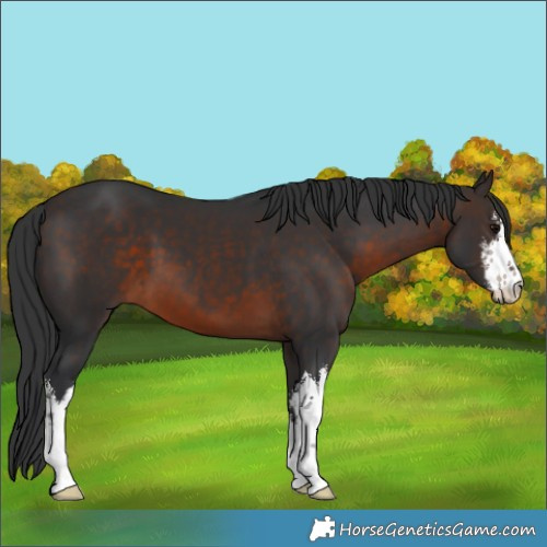 Horse Color:White Spotted Brown 