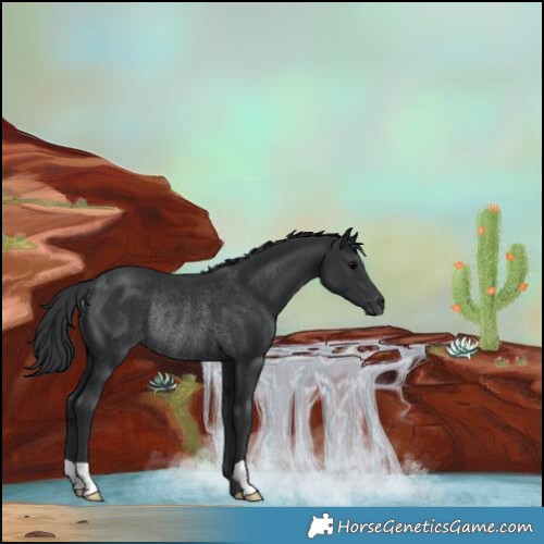Horse Color:Black Rabicano 