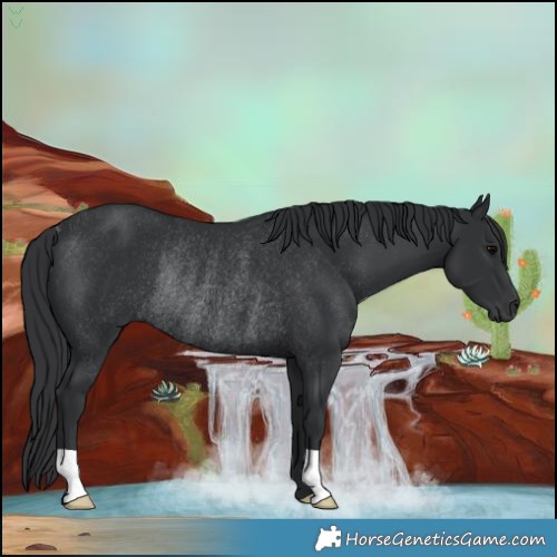 Horse Color:Black Rabicano