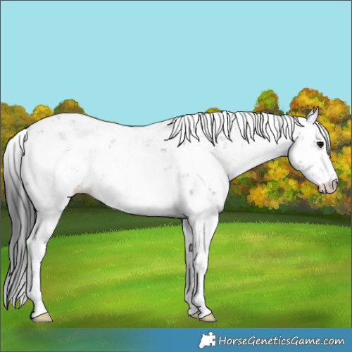 Horse Color:Grullo Sabino 
