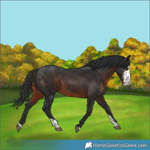 Horse Color:Brown Sabino Rabicano 