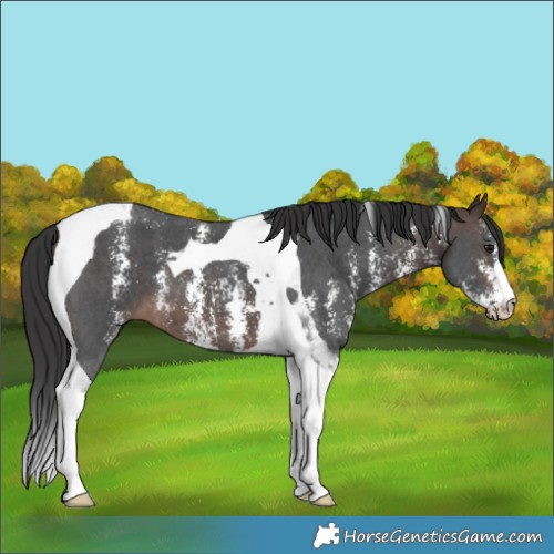 Horse Color:Bay Sabino Tobiano 
