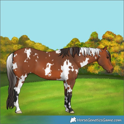 Horse Color:White Spotted Bay 