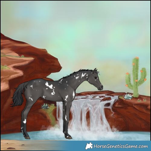 Horse Color:White Spotted Black 