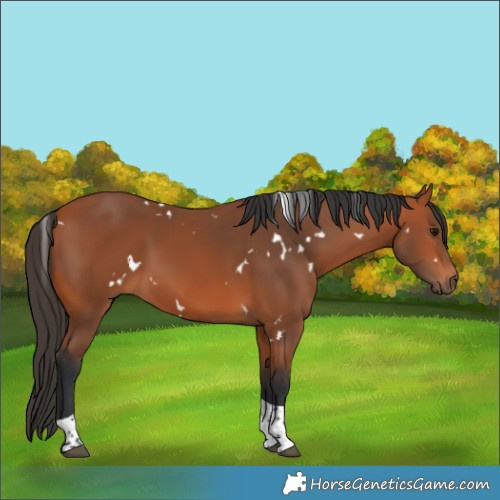 Horse Color:White Spotted Bay Tobiano