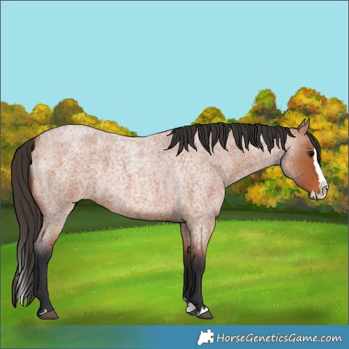 Horse Color:Bay Roan Splash 