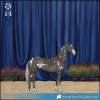Horse Color:White Spotted Silver Black Sabino 