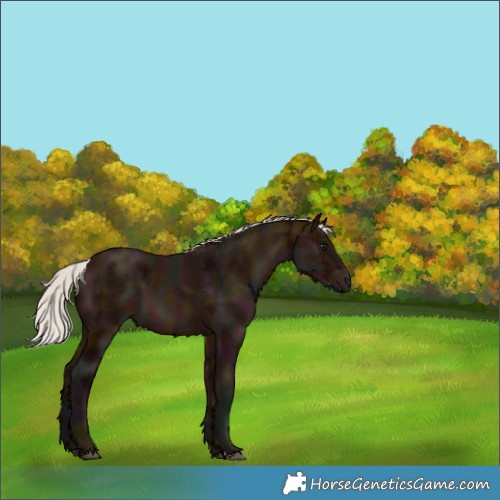 Horse Color:Midnight Silver Brown Ice 
