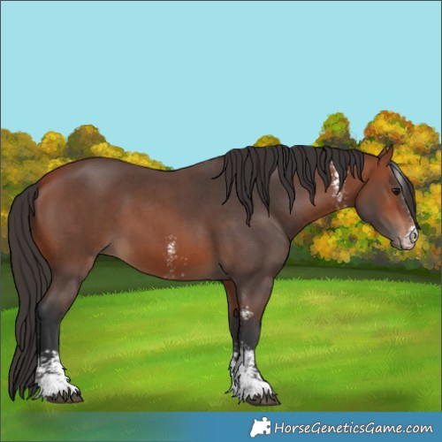 Horse Color:Bay Sabino 