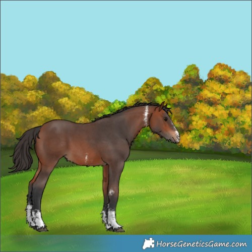 Horse Color:Bay Sabino 