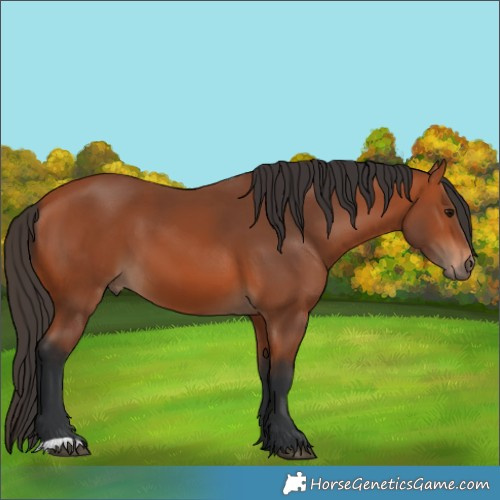 Horse Color:Bay 