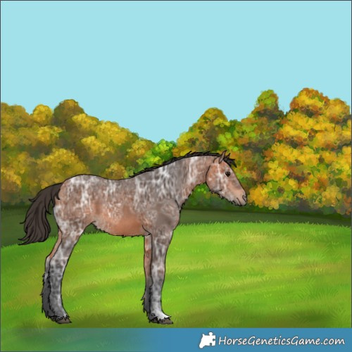 Horse Color:Bay Ice Rabicano 