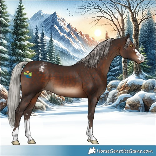 Horse Color:Silver Brown Appaloosa
