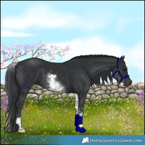 Horse Color:White Spotted Black Rabicano 
