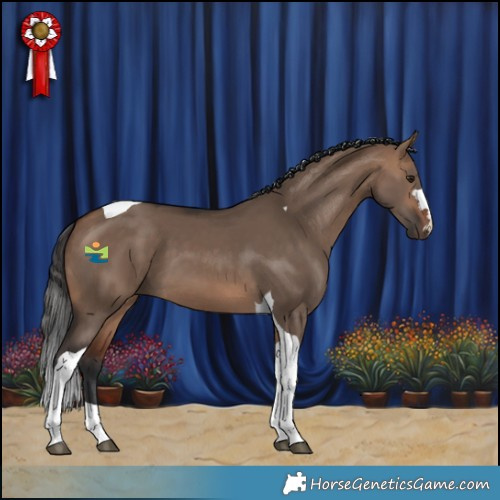 Horse Color:Bay Dun Tobiano 