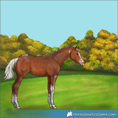 Horse Color:White Spotted Silver Bay Tobiano 