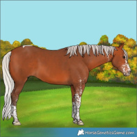 Horse Color:White Spotted Silver Bay Tobiano