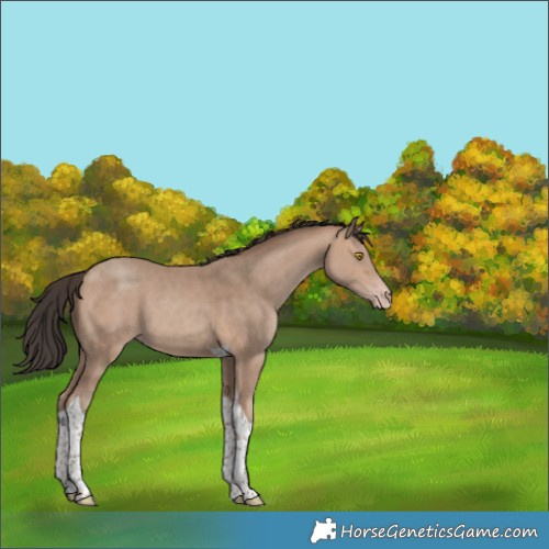 Horse Color:Sable Champagne Tobiano 