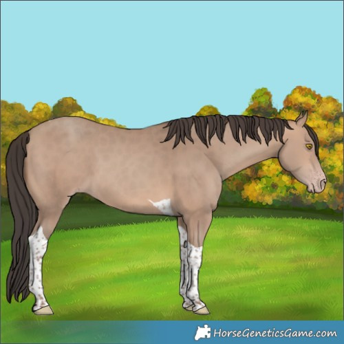 Horse Color:Sable Champagne Tobiano