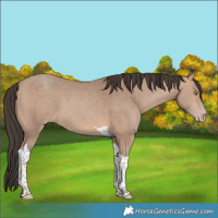 Horse Color:Sable Champagne Tobiano 