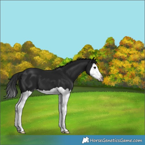 Horse Color:Gray Black Splash 