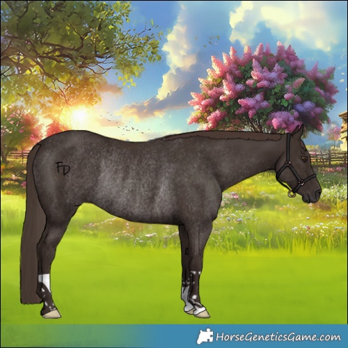 Horse Color:Liver Chestnut Rabicano 