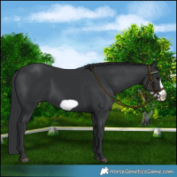 Horse Color:Black Frame 