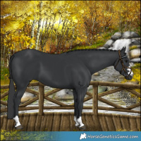Horse Color:Black 