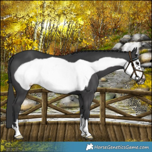 Horse Color:Black Frame 