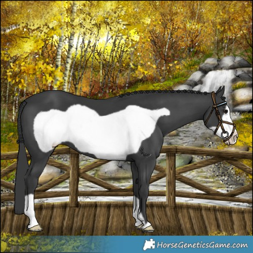 Horse Color:Black Frame 