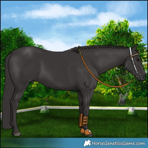 Horse Color:Smoky Black 