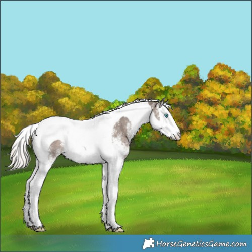 Horse Color:White Spotted Silver Black Splash Tobiano Rabicano 