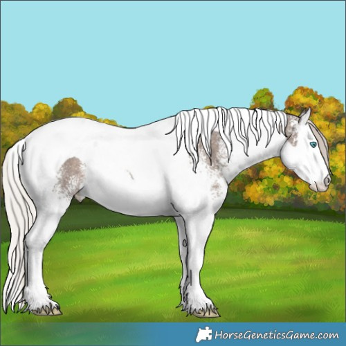 Horse Color:White Spotted Silver Black Splash Tobiano Rabicano