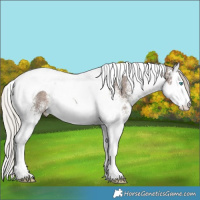 Horse Color:White Spotted Silver Black Splash Tobiano Rabicano 