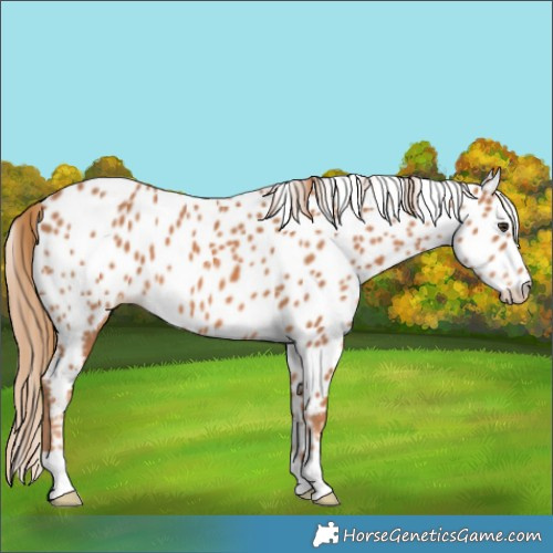Horse Color:Chestnut Leopard