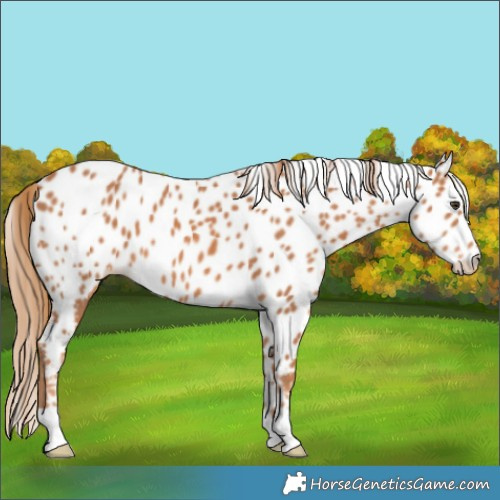 Horse Color:Chestnut Appaloosa 