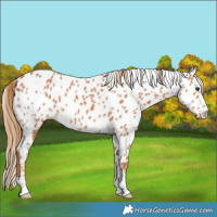 Horse Color:Chestnut Leopard