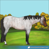 Horse Color:Brown Roan