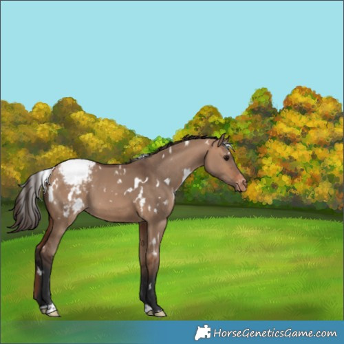 Horse Color:White Spotted Bay Dun Appaloosa 