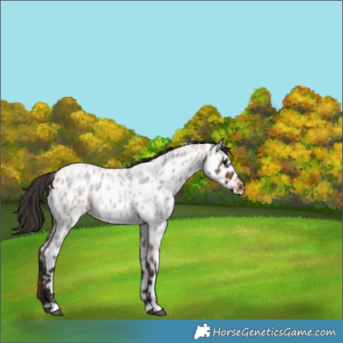 Horse Color:Brown Roan Appaloosa 