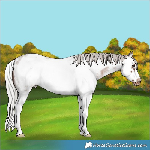 Horse Color:White Spotted Silver Brown Roan Splash Frame Appaloosa 