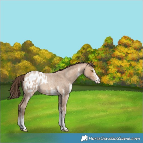 Horse Color:White Spotted Amber Champagne Roan Appaloosa Rabicano 
