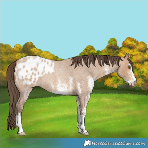 Horse Color:White Spotted Amber Champagne Roan Blanket Rabicano