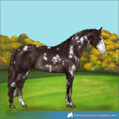 Horse Color:White Spotted Chocolate Brown Ice Sabino Rabicano