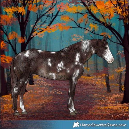 Horse Color:White Spotted Chocolate Brown Ice Sabino Rabicano 