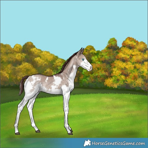 Horse Color:White Spotted Chocolate Brown Dun Sabino Splash Appaloosa Rabicano 