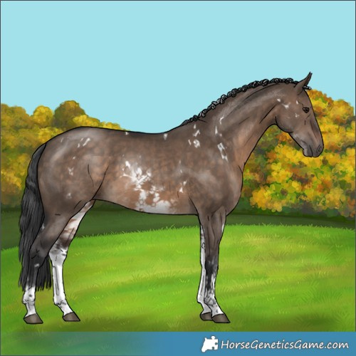 Horse Color:White Spotted Brown Dun Rabicano 