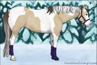 Horse Color:Classic Cream Champagne Dun Splash Tobiano Rabicano