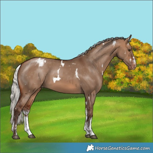 Horse Color:White Spotted Silver Brown Dun Appaloosa Rabicano